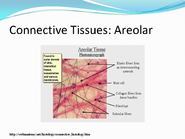 Connective Tissues: Areolar http: //webanatomy. net/histology/connective_histology. htm 
