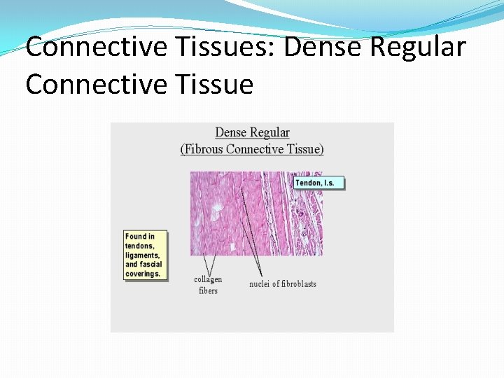 Connective Tissues: Dense Regular Connective Tissue 