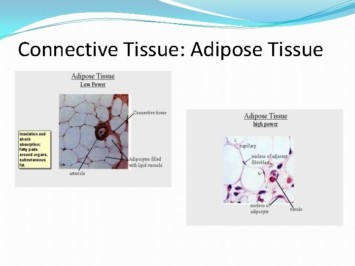 Connective Tissue: Adipose Tissue 