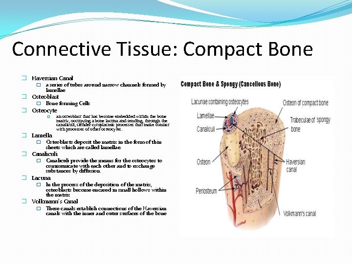 Connective Tissue: Compact Bone � Haversian Canal � a series of tubes around narrow