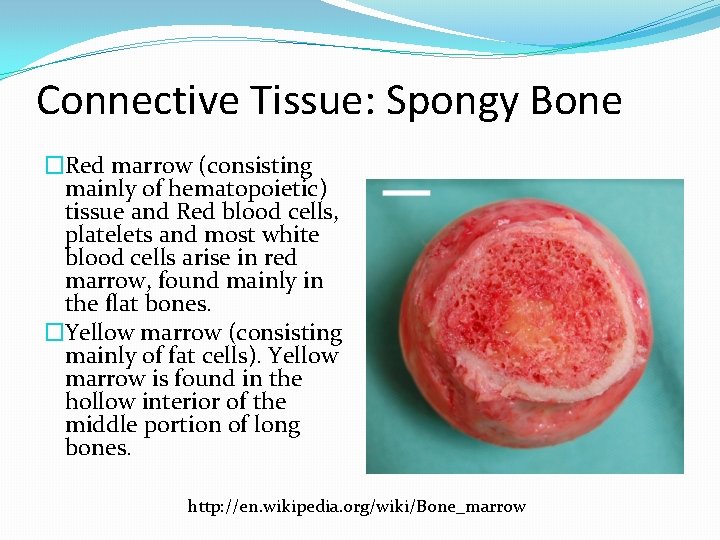 Connective Tissue: Spongy Bone �Red marrow (consisting mainly of hematopoietic) tissue and Red blood