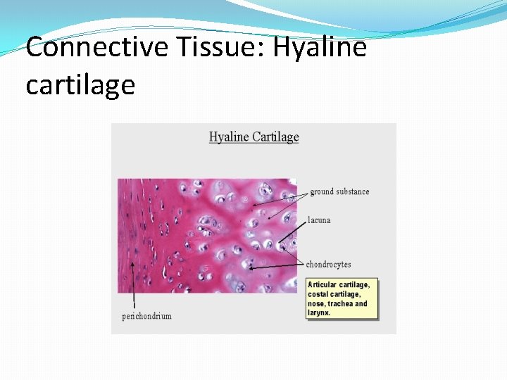 Connective Tissue: Hyaline cartilage 