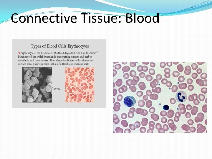 Connective Tissue: Blood 