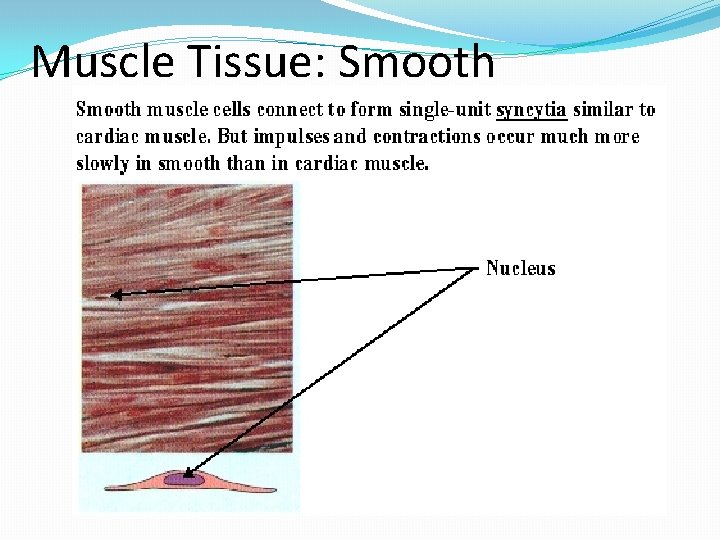 Muscle Tissue: Smooth 