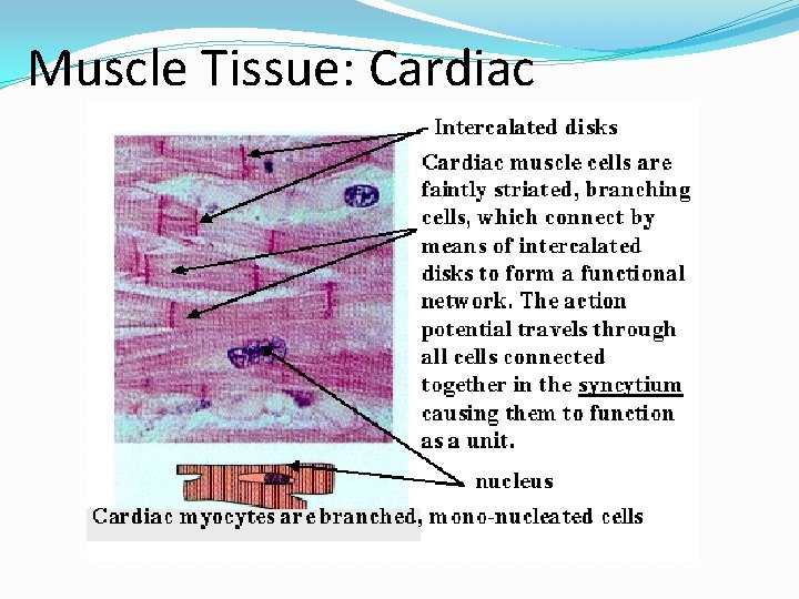 Muscle Tissue: Cardiac 