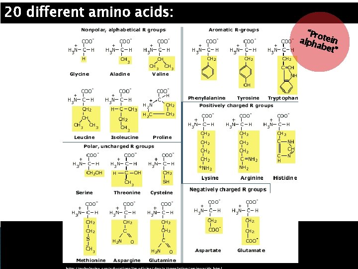 20 different amino acids: “Pro alph tein abet ” 