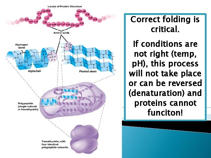 Correct folding is critical. If conditions are not right (temp, p. H), this process