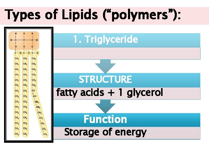 Types of Lipids (“polymers”): 1. Triglyceride STRUCTURE 3 fatty acids + 1 glycerol Function