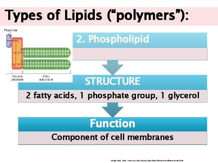 Types of Lipids (“polymers”): 2. Phospholipid STRUCTURE 2 fatty acids, 1 phosphate group, 1