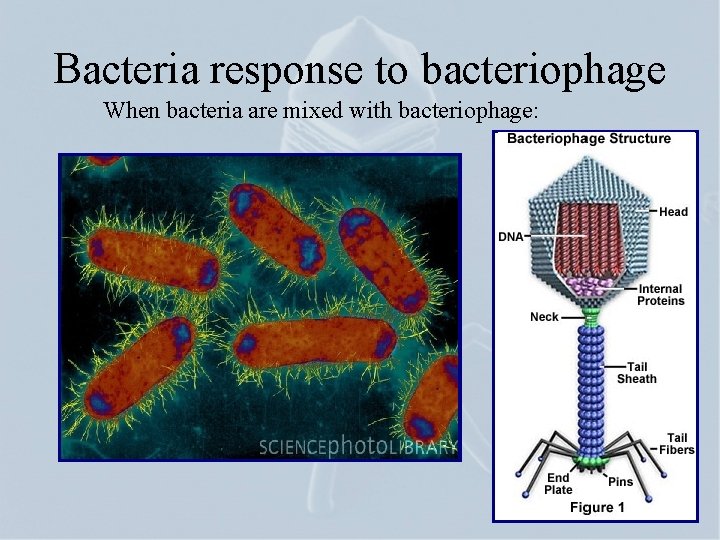 Bacteria response to bacteriophage When bacteria are mixed with bacteriophage: 