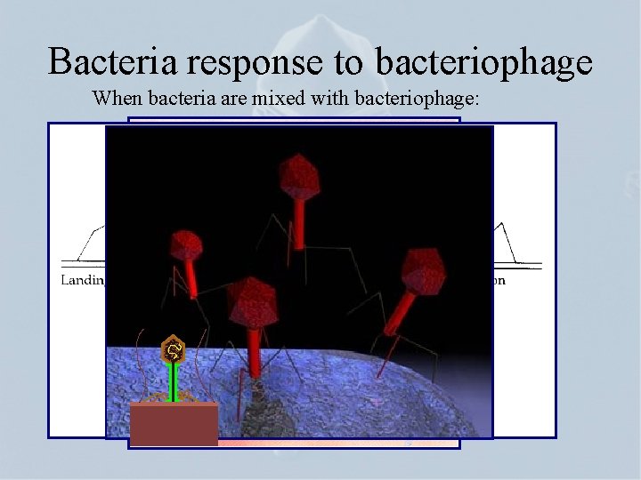 Bacteria response to bacteriophage When bacteria are mixed with bacteriophage: 