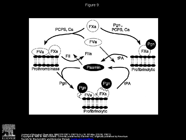 Figure 9: Journal of Biological Chemistry 1995 27017871 -17877 DOI: (10. 1074/jbc. 270. 30.