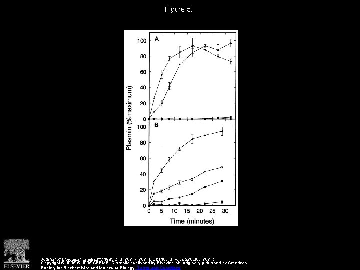 Figure 5: Journal of Biological Chemistry 1995 27017871 -17877 DOI: (10. 1074/jbc. 270. 30.