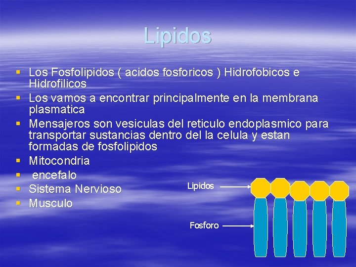 Lipidos § Los Fosfolipidos ( acidos fosforicos ) Hidrofobicos e Hidrofilicos § Los vamos