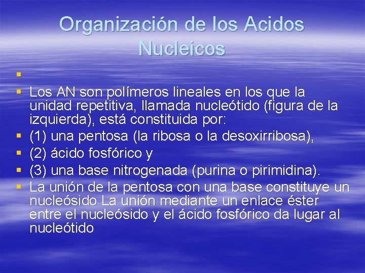 Organización de los Acidos Nucleicos § § Los AN son polímeros lineales en los