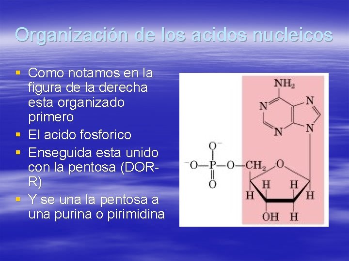 Organización de los acidos nucleicos § Como notamos en la figura de la derecha