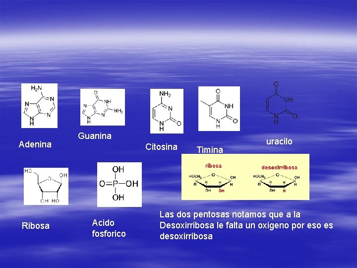 Adenina Ribosa Guanina Citosina Acido fosforico Timina uracilo Las dos pentosas notamos que a