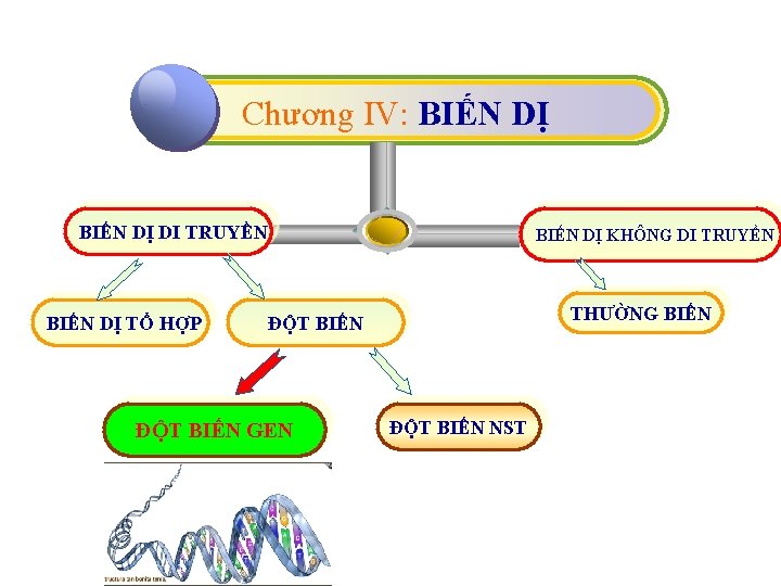 Chương IV: BIẾN DỊ DI TRUYỀN BIẾN DỊ TỔ HỢP BIẾN DỊ KHÔNG DI