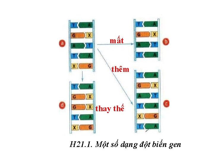 mất thêm thay thế H 21. 1. Một số dạng đột biến gen 