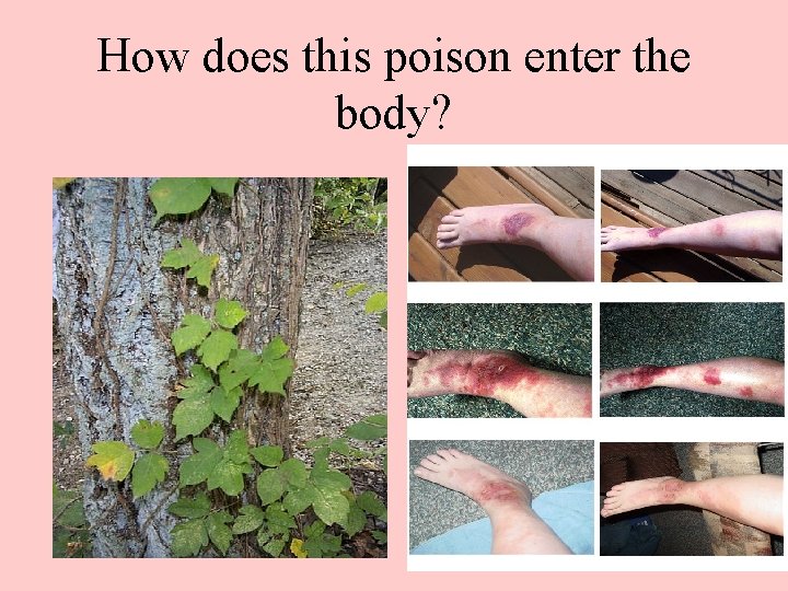 How does this poison enter the body? 