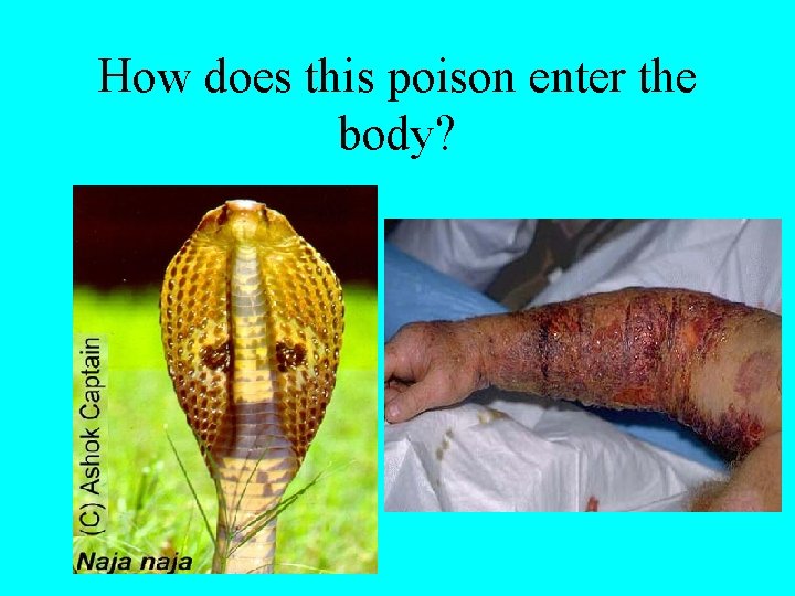 How does this poison enter the body? 