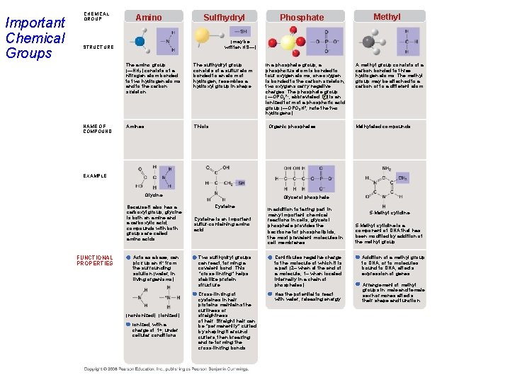 Important Chemical Groups CHEMICAL GROUP Amino Sulfhydryl Methyl (may be written HS—) STRUCTURE NAME