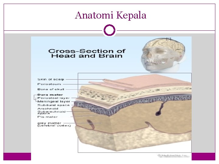 Anatomi Kepala 