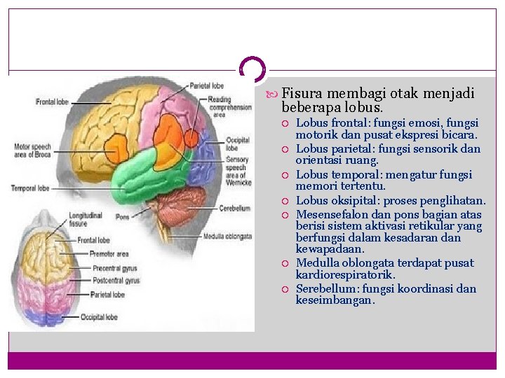  Fisura membagi otak menjadi beberapa lobus. Lobus frontal: fungsi emosi, fungsi motorik dan