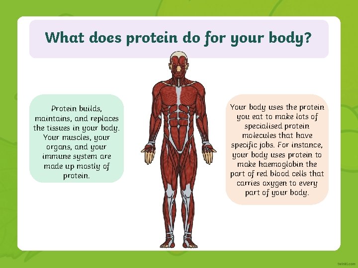 What does protein do for your body? Protein builds, maintains, and replaces the tissues