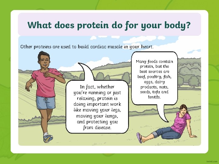 What does protein do for your body? Other proteins are used to build cardiac