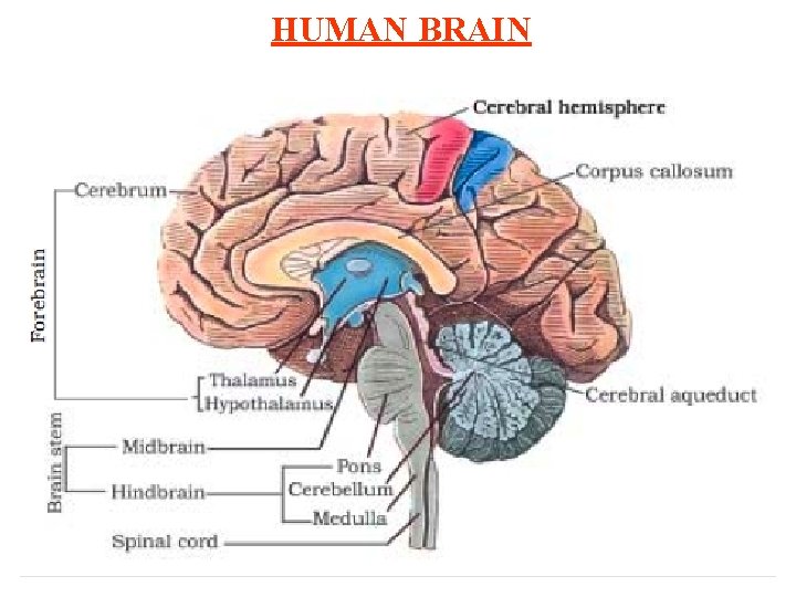 HUMAN BRAIN 