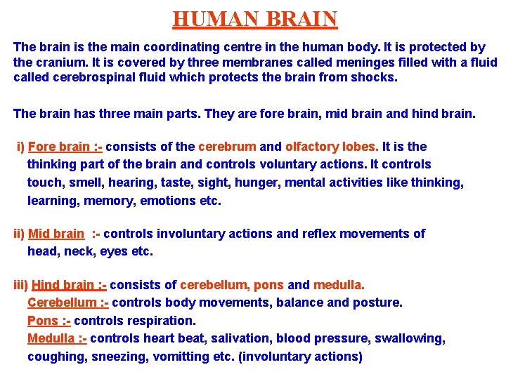 HUMAN BRAIN The brain is the main coordinating centre in the human body. It