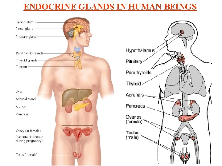 ENDOCRINE GLANDS IN HUMAN BEINGS 
