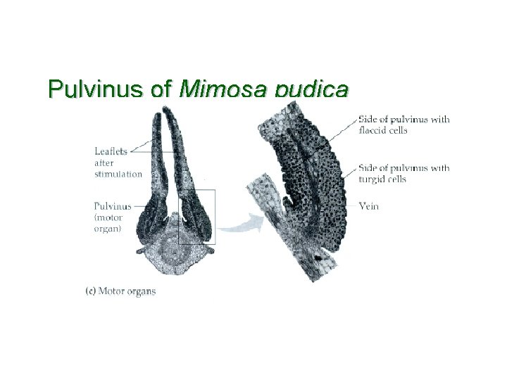 Pulvinus of Mimosa pudica 