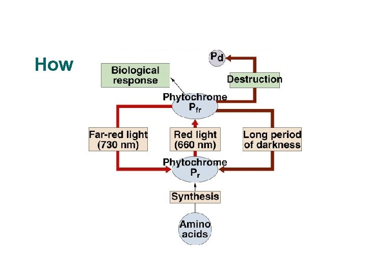 How Phytochrome Works 