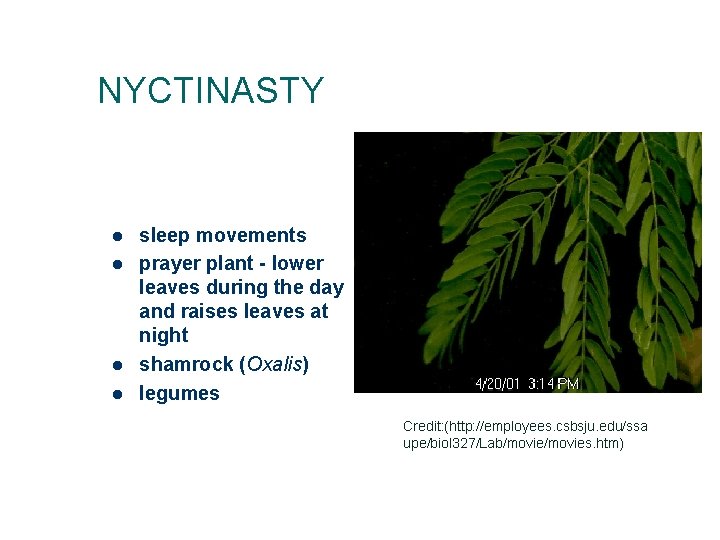 NYCTINASTY l l sleep movements prayer plant - lower leaves during the day and