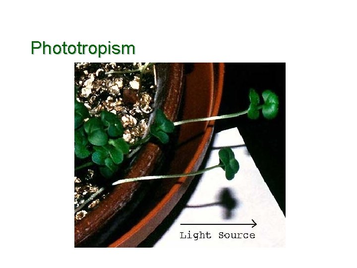 Phototropism 