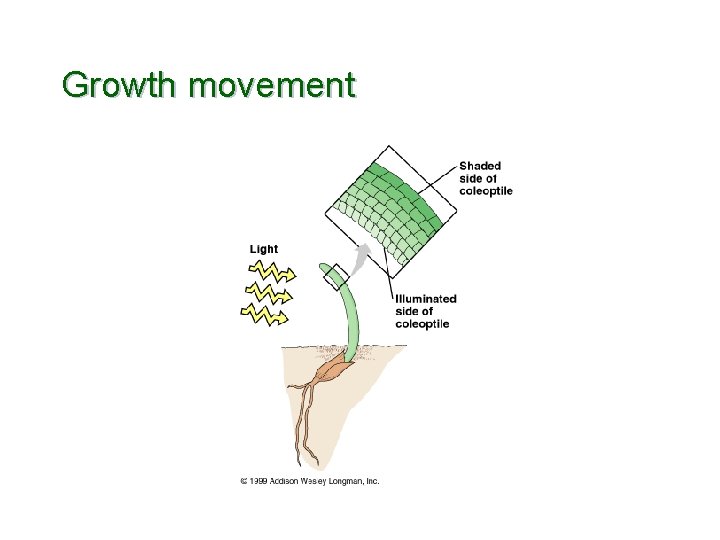 Growth movement 