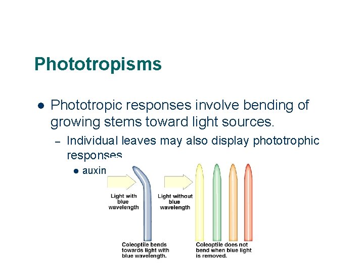 Phototropisms l Phototropic responses involve bending of growing stems toward light sources. – Individual