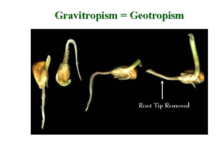Gravitropism = Geotropism 