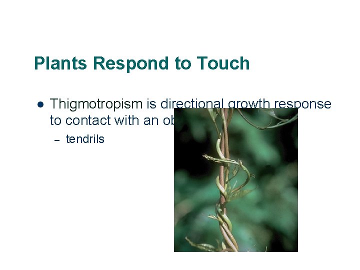 Plants Respond to Touch l Thigmotropism is directional growth response to contact with an