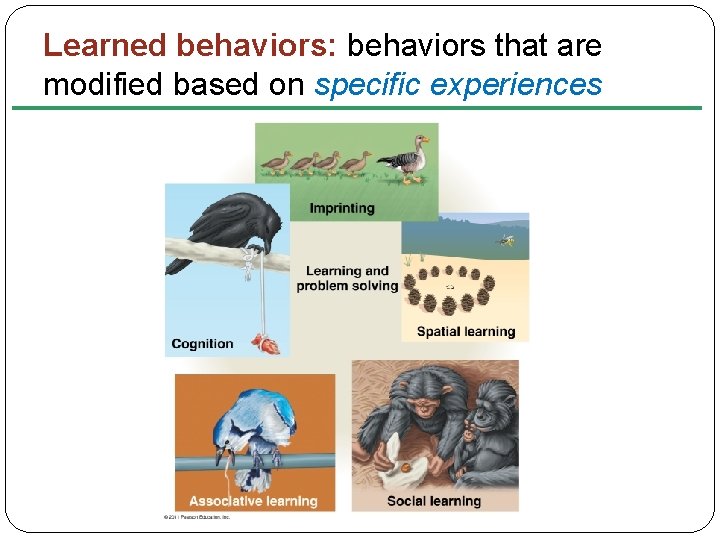 Learned behaviors: behaviors that are modified based on specific experiences 