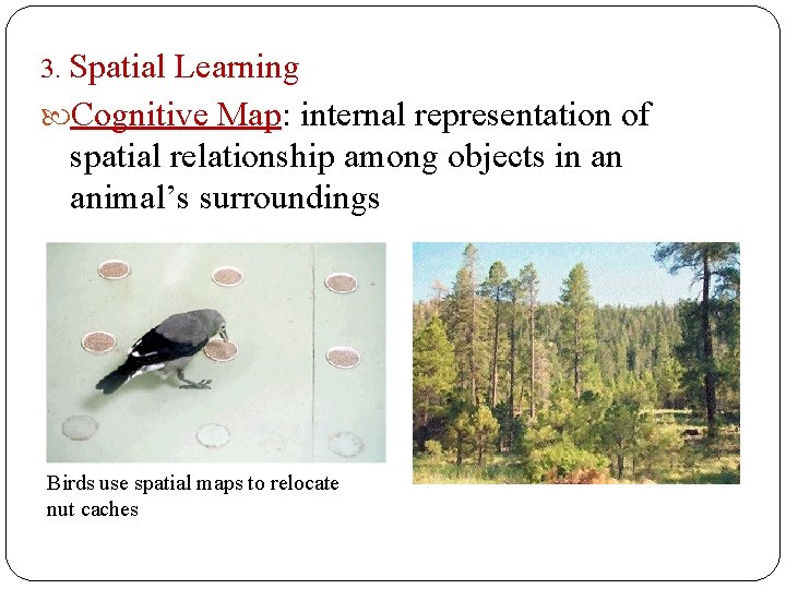3. Spatial Learning Cognitive Map: internal representation of spatial relationship among objects in an