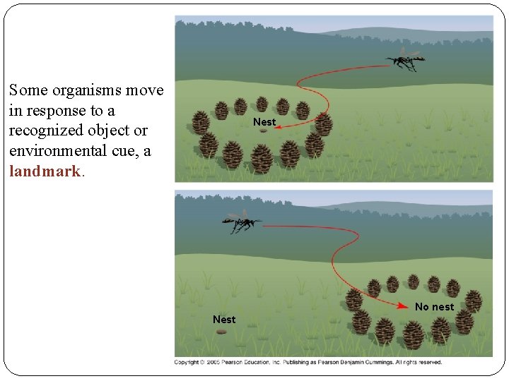 Some organisms move in response to a recognized object or environmental cue, a landmark.