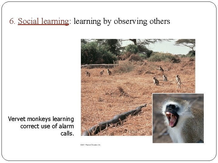 6. Social learning: learning by observing others Vervet monkeys learning correct use of alarm
