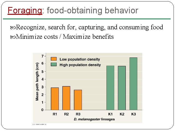 Foraging: food-obtaining behavior Recognize, search for, capturing, and consuming food Minimize costs / Maximize