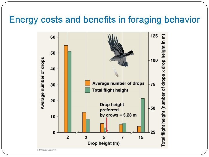 Energy costs and benefits in foraging behavior 