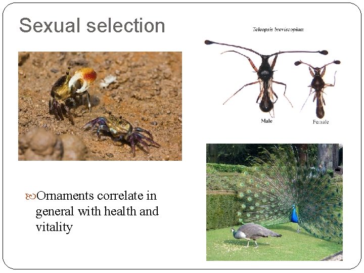 Sexual selection Ornaments correlate in general with health and vitality 