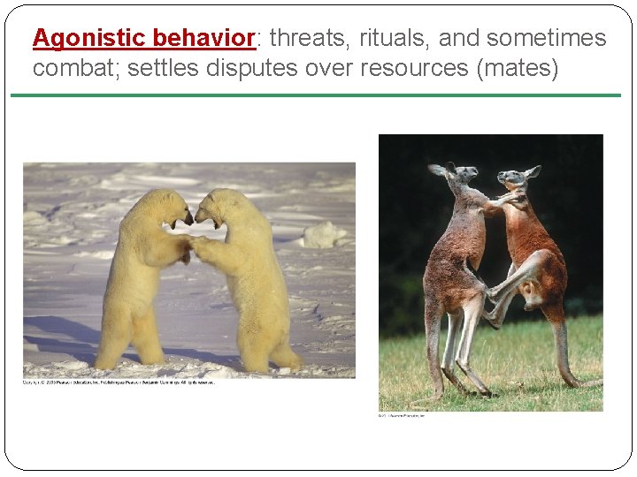 Agonistic behavior: threats, rituals, and sometimes combat; settles disputes over resources (mates) 
