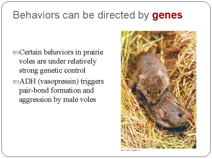 Behaviors can be directed by genes Certain behaviors in prairie voles are under relatively